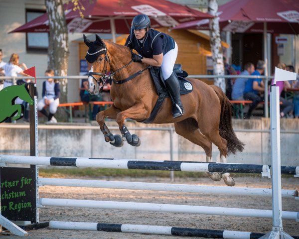 jumper Luna Ds (Oldenburg, 2010, from Quattro B)