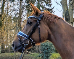 Pferd Daiquiri 143 (Hannoveraner, 2018, von Dankeschön)