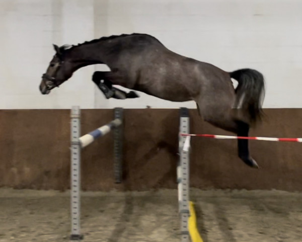 Pferd Cherry Blue 4 (Oldenburger Springpferd, 2020, von Chacfly PS)