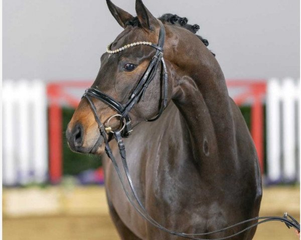 horse Corbiochick (Westphalian, 2019, from Cornet Obolensky)