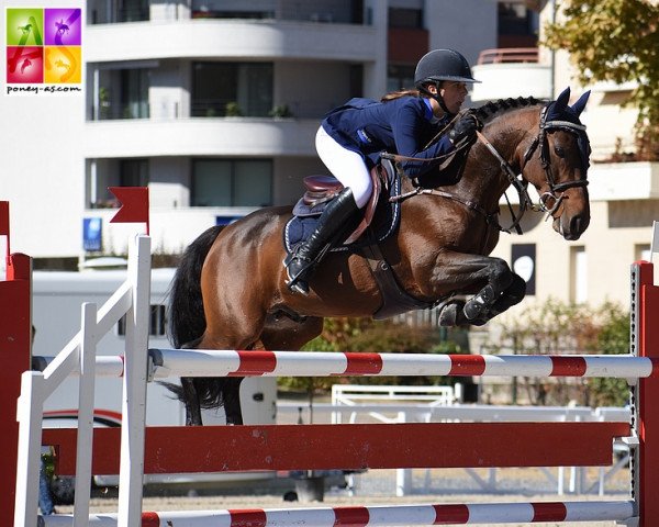 jumper Sagami San Joyeux (French Pony, 2006, from Linaro)