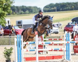 jumper Conquistador S (Holsteiner, 2014, from Centurion)