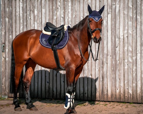 jumper Quirano F (Holsteiner, 2015, from Quiran)