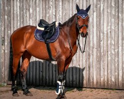 jumper Quirano F (Holsteiner, 2015, from Quiran)