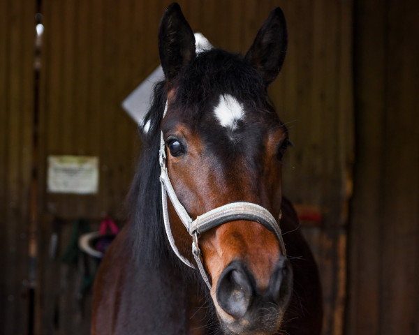 broodmare Vergissmeinnicht EL (Hanoverian, 2021, from Va' Pensiero FRH)
