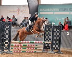 jumper Daluga B (Irish Sport Horse, 2013, from Cap Nord d'Hyrencourt)