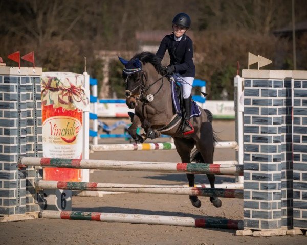 Springpferd Ninjo 28 (Deutsches Reitpony, 2003, von Nanduc) Springpferd Ninjo 28 (Deutsches Reitpony, 2003, von Nanduc)