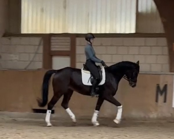 dressage horse Fürst Carry (Oldenburg, 2017, from Fürst Romancier) dressage horse Fürst Carry (Oldenburg, 2017, from Fürst Romancier)