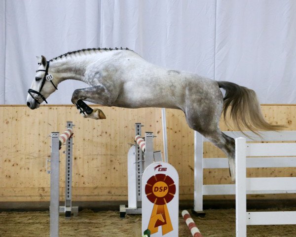 horse Amigo (Württemberger, 2019, from Avalon 224)