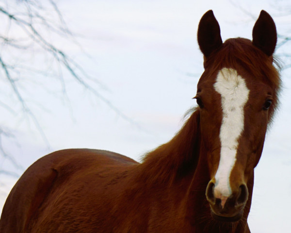 horse Grumpy MW (Mecklenburg, 2022, from Go for Romance PS)