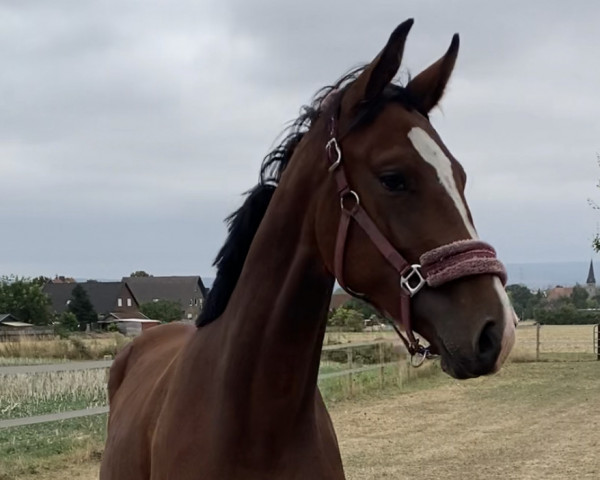 Pferd Just Inchy (Westfale, 2021, von Inaico)