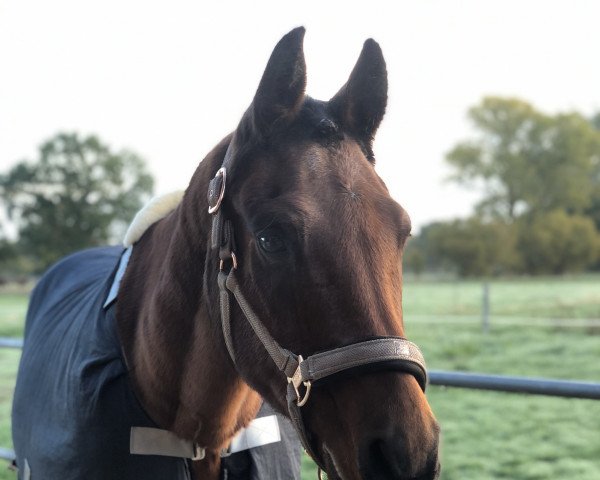 dressage horse Lamido (Oldenburg, 1997, from Lordanos)