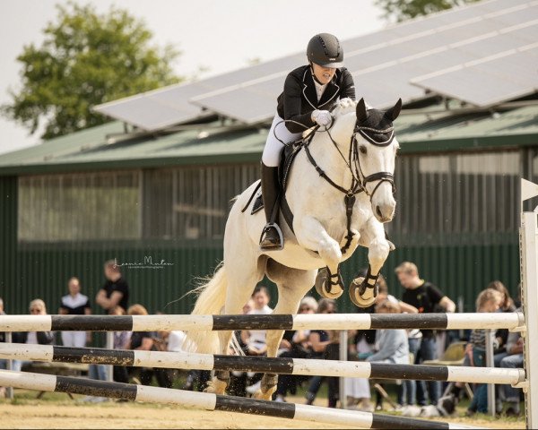 jumper Cool Water 16 (Hanoverian, 2007, from Cassus 2)