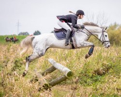 Zuchtstute Bluebell 5 (Hannoveraner, 2012, von Bonaparte N AA)