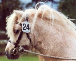 Deckhengst Harvey vom Ellernbrook (Shetland Pony, 2000, von Kerswell Hamlet)