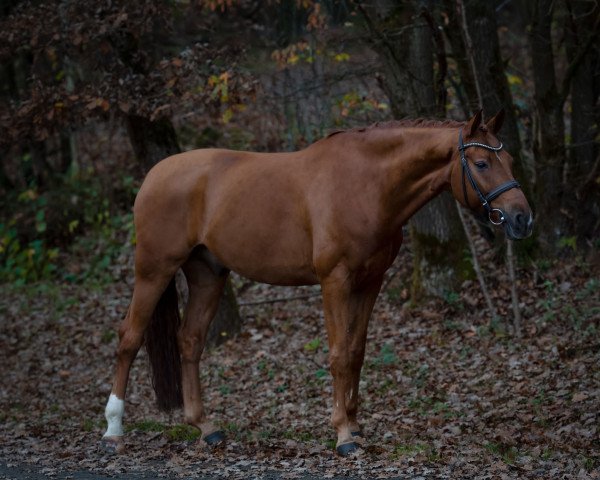 Dressurpferd Wild Damon (Rheinländer, 2013, von Welton)