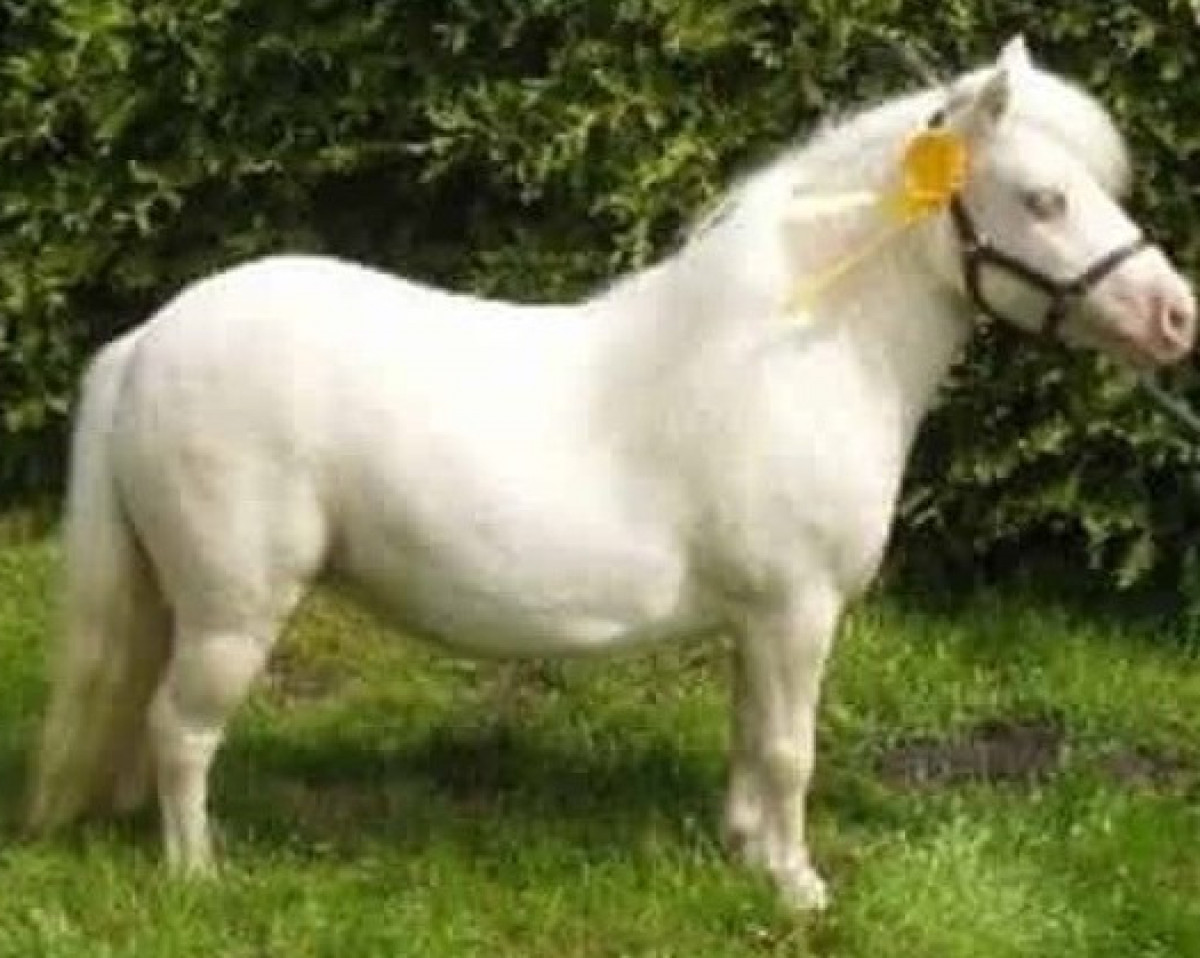 broodmare Glamour v. Ellernbrook (Shetland pony (under 87 cm),  , from Harvey vom Ellernbrook)