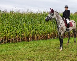 jumper Cara Mia 153 (Holsteiner, 2013, from Casall Ask)