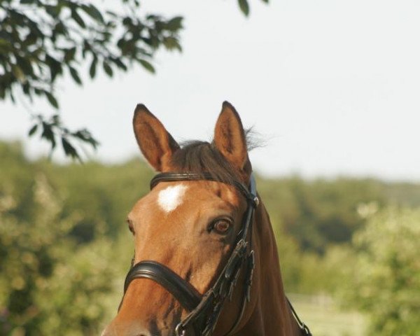 dressage horse Apoldino (Trakehner, 1994, from Arrak) dressage horse Apoldino (Trakehner, 1994, from Arrak)