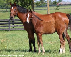 broodmare Devine Actress xx (Thoroughbred, 2005, from Theatrical xx)