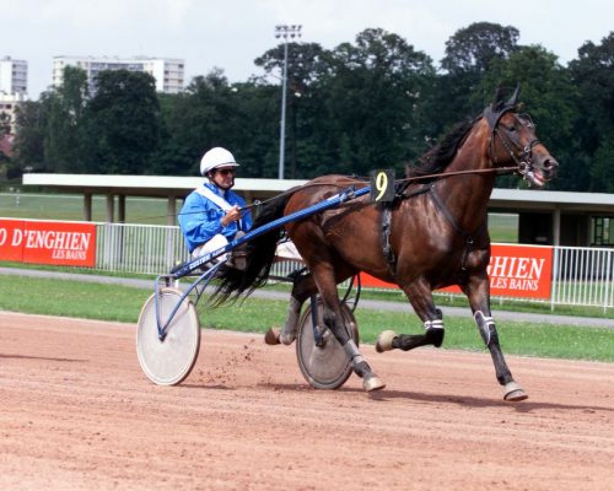 Stallone da monta Goetmals Wood (FR) (Trottatore Francese, 1994, di And Arifant (FR))