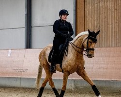 broodmare Halogene MD (Oldenburg, 2011, from Quaterback)