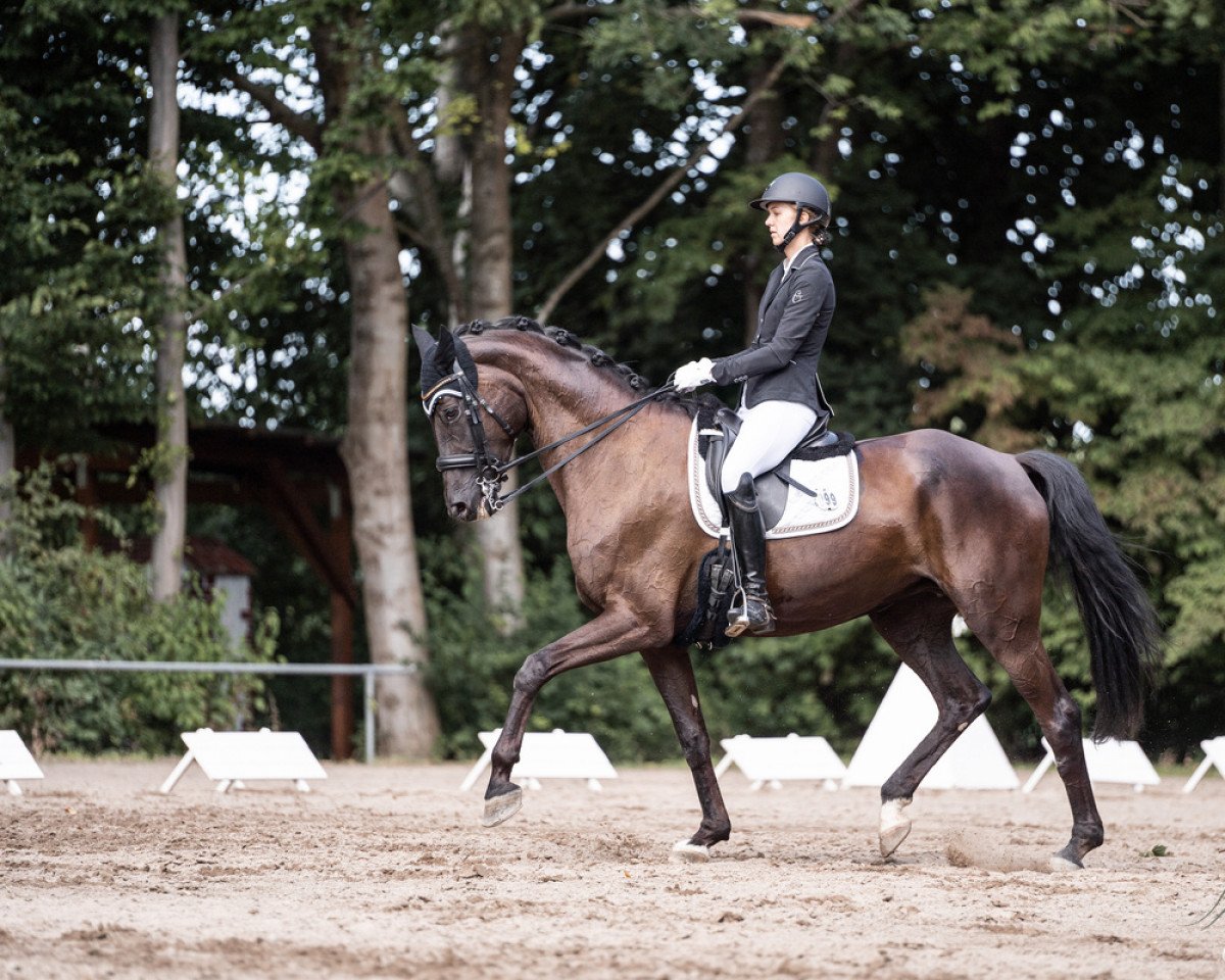 Dressurpferd Einfach Elise (Deutsches Sportpferd, 2015, von Hochmeister)