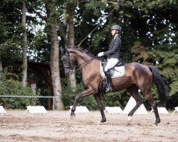 Dressurpferd Einfach Elise (Deutsches Sportpferd, 2015, von Hochmeister)