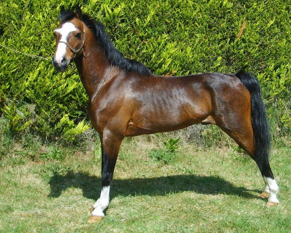 stallion Sunbeam Vindicator (Hackney (horse/pony), 1997, from Sunbeam Super Star)