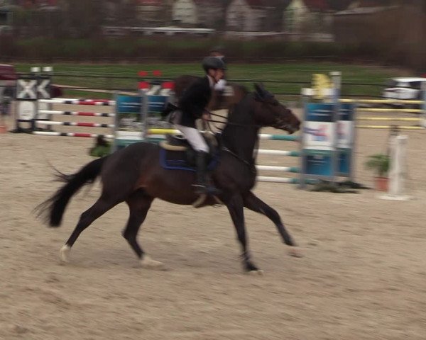 Reitturnier Zwickau 2023