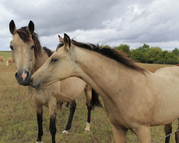 Deckhengst RM Cashback (Deutsches Reitpony, 2022, von Cosmopolitan NRW)