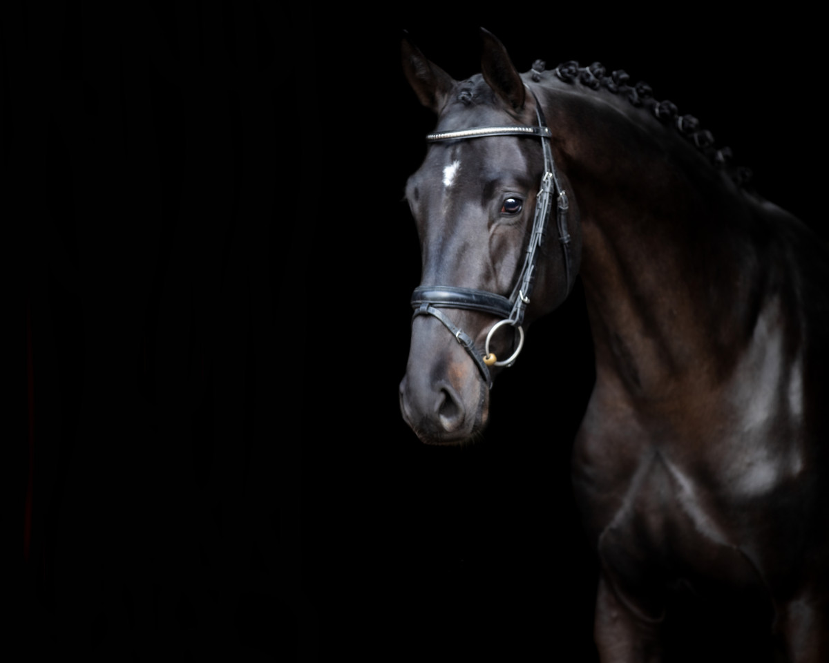 jumper Con Dio (Holsteiner, 2019, from Cornet Obolensky)