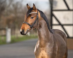 stallion Haribo L (German Riding Pony, 2020, from Cornet Obolensky)