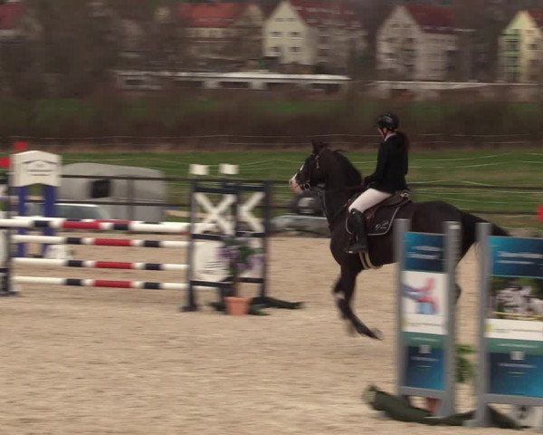 Reitturnier Zwickau 2023
