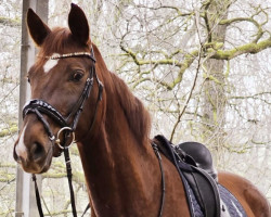 dressage horse Fantastique Lady (Oldenburg, 2016, from Fantastic Man)