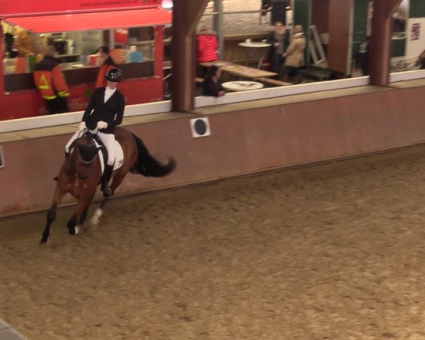 Reitturnier Bad Salzuflen 2023