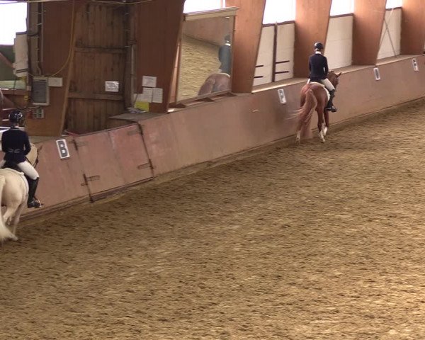 Reitturnier Bad Salzuflen 2023