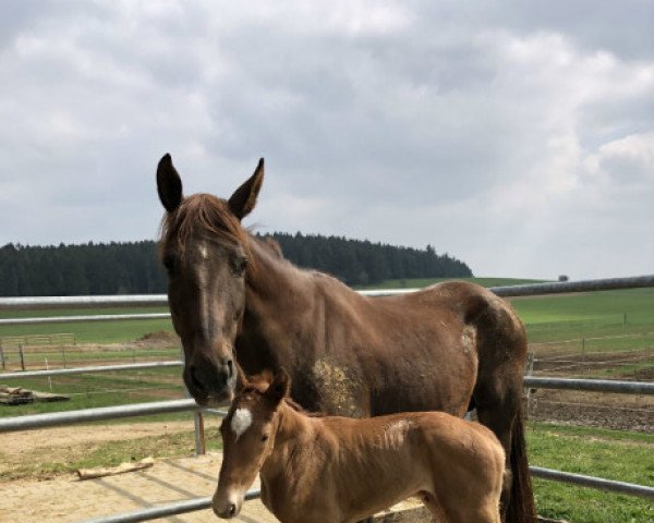 horse Diva Mera ST (Oldenburg, 2019, from DSP Marc Cain)