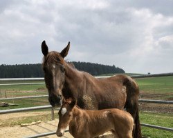 Pferd Diva Mera ST (Oldenburger, 2019, von DSP Marc Cain)