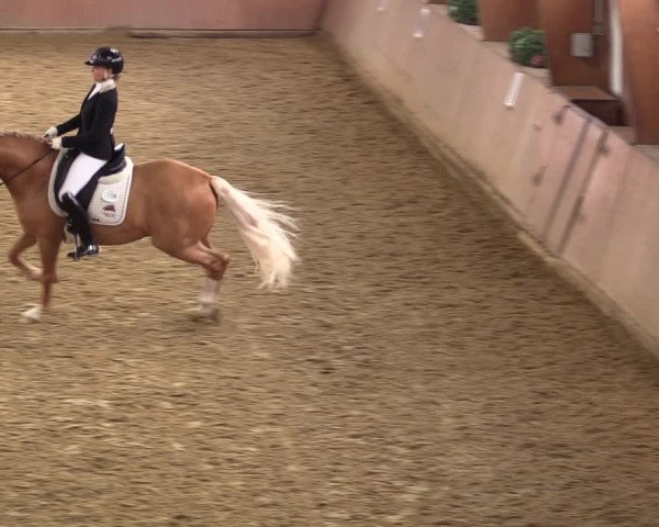 Reitturnier Bad Salzuflen 2023
