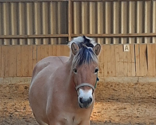 broodmare Kis Nova (Fjord Horse, 2016, from Njord Halsnæs)