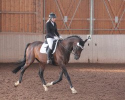 dressage horse Quickstep 48 (Hanoverian, 2011, from Quaterback)