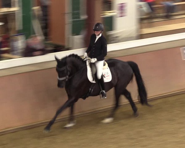 Reitturnier Bad Salzuflen 2023