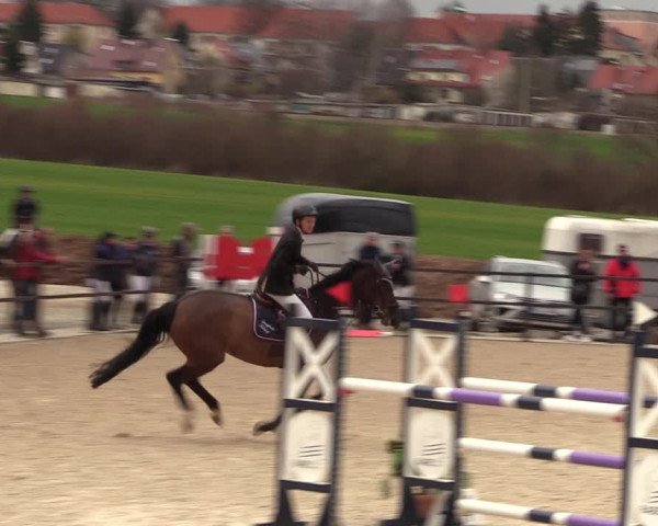 Reitturnier Zwickau 2023