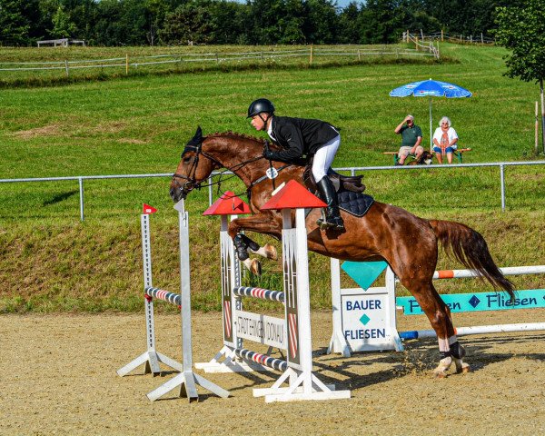 Springpferd Amie 19 (Westfale, 2010, von Adelante II)