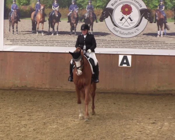 Reitturnier Bad Salzuflen 2023