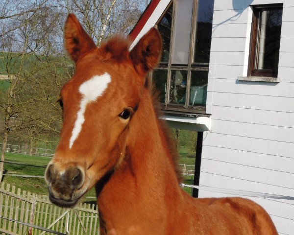 Pferd RM Rustical (Deutsches Reitpony, 2019, von Dimension AT NRW)
