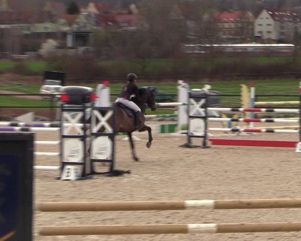 Reitturnier Zwickau 2023