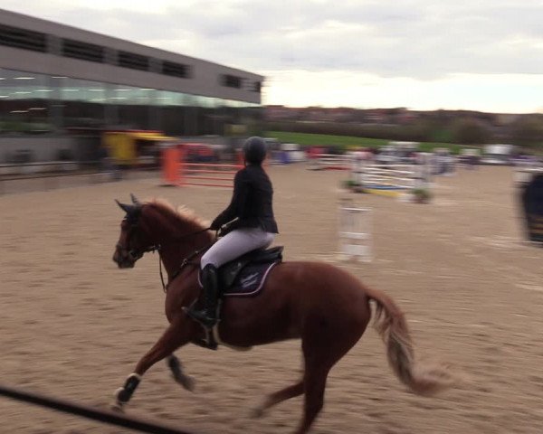 Reitturnier Zwickau 2023