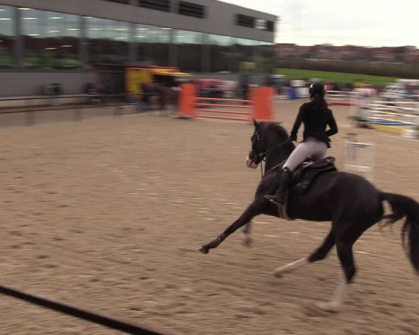 Reitturnier Zwickau 2023